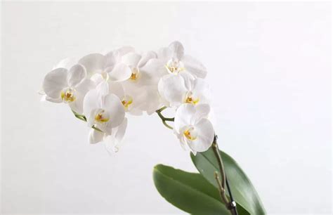 Thai Orchid Flower Meaning | Best Flower Site