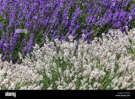 White Lavender Lavandula Angustifolia Sentivia Silver And Hidcote Blue White Garden Border