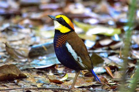 Sri Phang Nga National Park Birdwatching Tour Day Trip