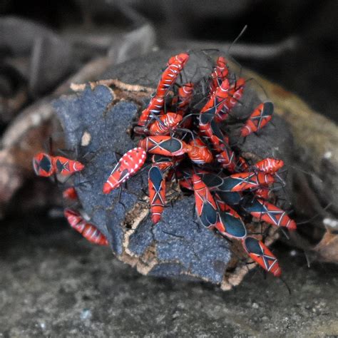 Guadeloupe French Caribbean Found These Beautiful Bugs On A Rock