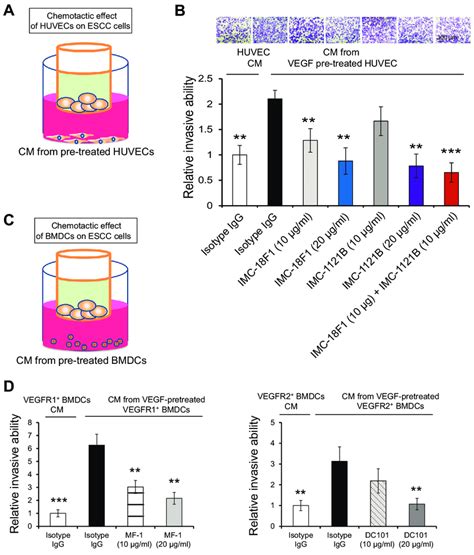 The Pro Invasive Effect Of Huvecs Or Bone Marrow Cells On Cancer Cells