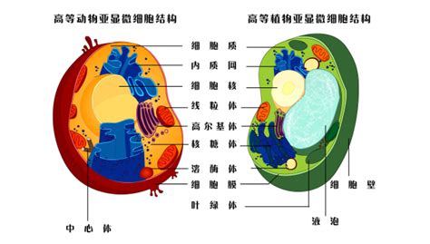 生命体是什么组成