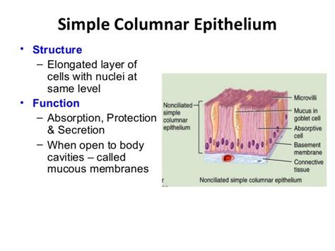 5 epithelium sp