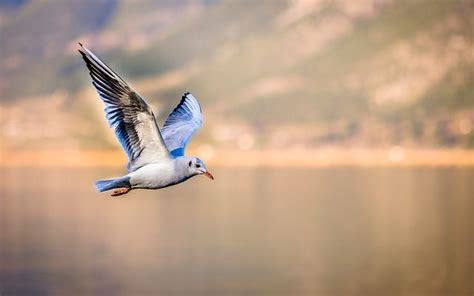 Comment Les Oiseaux Se Reproduisent Ils Fiche Pratique Sur Lavise Fr