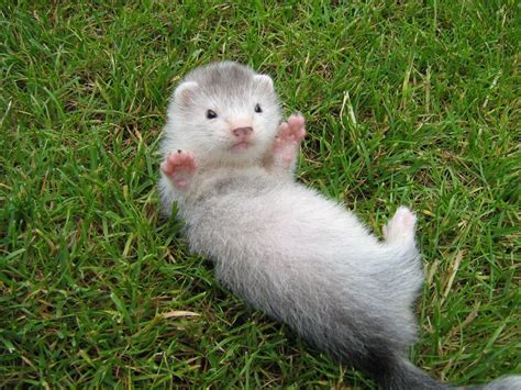 Baby Ferret Ferret Coloring Page / Baby Ferrets Are Tiny Balls Of Cute ...