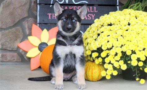 German Shepherd Mix Puppies for Sale - Keystone Puppies