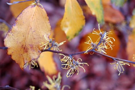 Hamamelis Virginiana Hamamelidaceae Image At Phytoimages Siu Edu