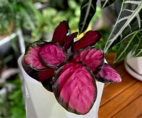 Calathea Rosy Care (Roseopicta): The Ultimate Guide