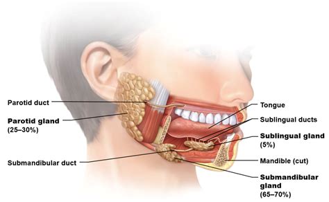 Digestion Salivary Glands Diagram Quizlet