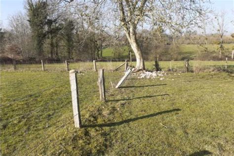 Fougerolles Du Plessis Des Moutons Tu S Par Deux Chiens Pourquoi Ne