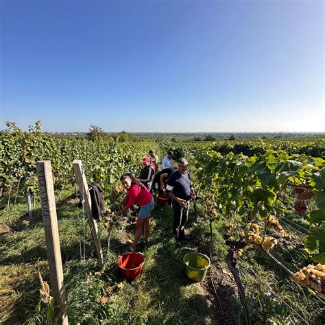 Aktuelles Weingut Villa Wolf