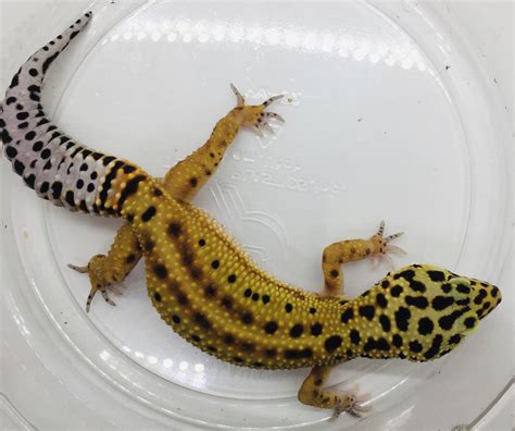 Bold Stripe Leopard Gecko Traits Morphpedia