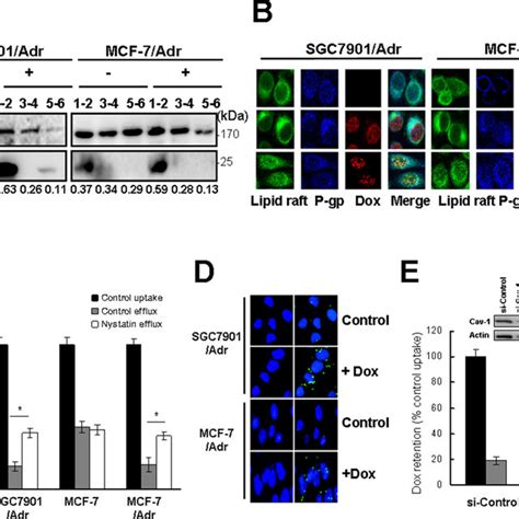 c-Src dependent Cav-1 phosphorylation promoted the translocation of ... 