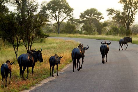 Wildebeest attack prompts calls from gnu-control advocates - CSMonitor.com