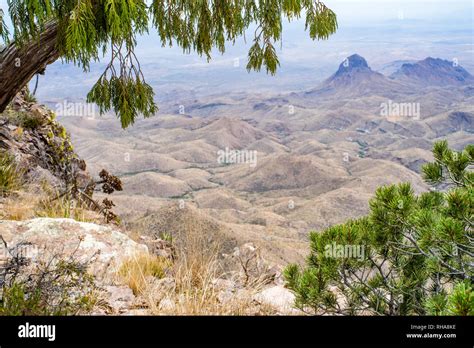 Big Bend National Park Texas Cactus High Resolution Stock Photography