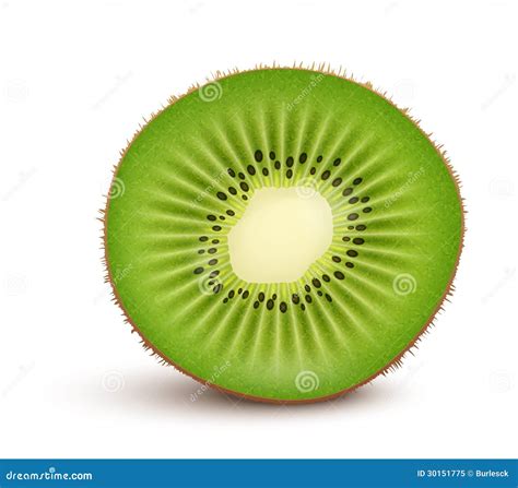 Fresh Kiwi Fruit Slice Stock Vector Illustration Of Vegetarian