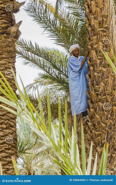 Mann Auf Der Palme Redaktionelles Stockfoto Bild Von Baum 35064583