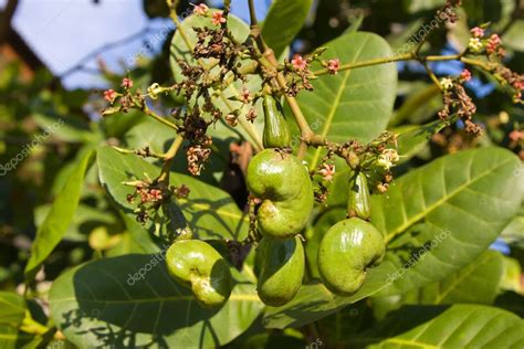 Images: cashew nuts tree | Cashew nut tree — Stock Photo © OlegDoroshenko #11053350