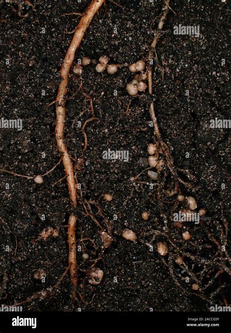 Nodules Of Rhizobium Leguminosarum The Nitrogen Fixing Bacteria On