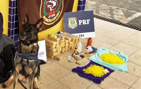 Com A Ajuda De Cães Farejadores Prf E Pm Apreendem Esmeraldas Ecstasy