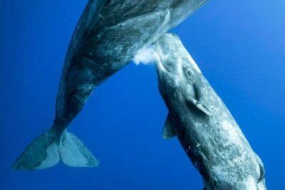 Ballena Significado Y Caracter Sticas Marinas Descubre M S Sobre