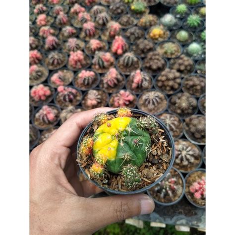 Jual Kaktus Damsi Ownroot Variegata Shopee Indonesia