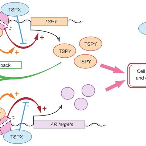 Co Localization Of A Tspy And B Cd133 In The Cis Cancer Stem Cells