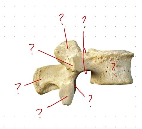 Average Lumbar Vertebrae Lateral View Diagram Quizlet