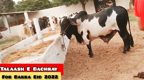 Talaash E Bachray Ki Shuruwaat Ho Chuki Hai Purchasing For Bakra Eid