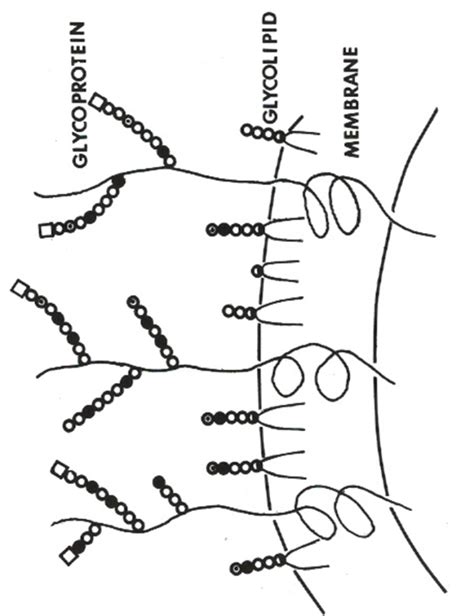 Figure Schematic Representation Of Intestinal Epithelial Cell