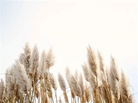 Decorative Plume Grass Information On Plume Grass Care