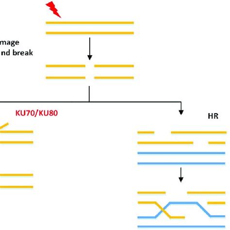 Pdf Improving The Homologous Recombination Efficiency Of Yarrowia