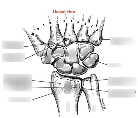 Wrist Dorsal Bony Anatomy Diagram | Quizlet