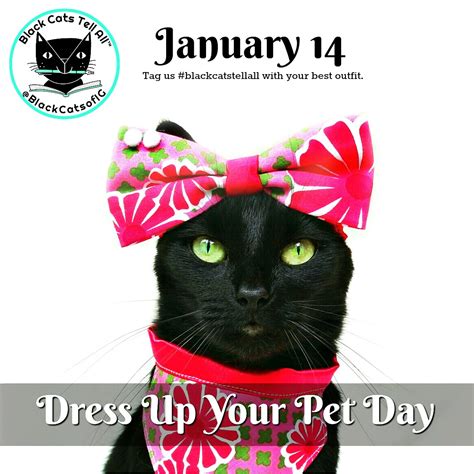 Who Wore It Best On Dress Up Your Pet Day Cat Wisdom 101