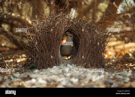 Bowerbird Nest Hi Res Stock Photography And Images Alamy