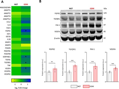 GDM HAMSCs Exhibit A Specific Pro Angiogenic Expression Profile A