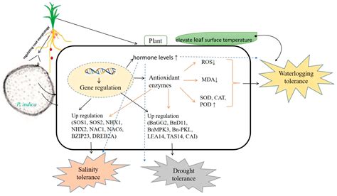 Jof Free Full Text Research Progress Of Piriformospora Indica In