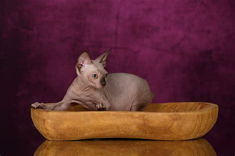 Добро пожаловать на сайт - Питомник канадских сфинксов "Скорпион"