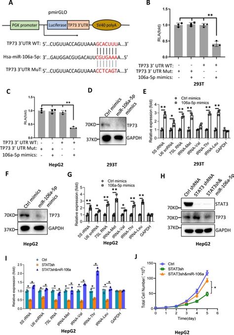 Stat3 Promotes Rna Polymerase Iii Directed Transcription By Controlling