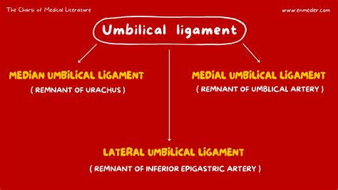 Umbilical Ligament Tcml The Charsi Of Medical Literature