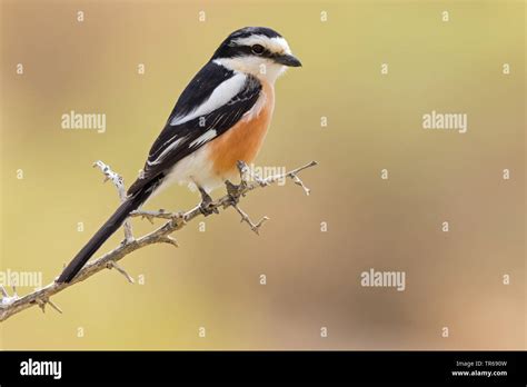 Masked Shrike Hi Res Stock Photography And Images Alamy