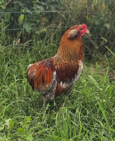 Oeufs à couver de poules Araucana saumon doré saumon doré bleu Coco Eco