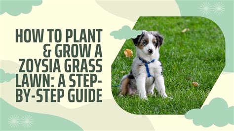 How to Plant & Grow a Zoysia Grass Lawn: A Step-by-Step Guide – Garden
