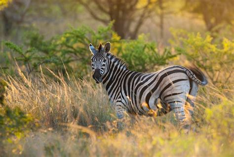 Cebra común parque nacional kruger sudáfrica Foto Premium