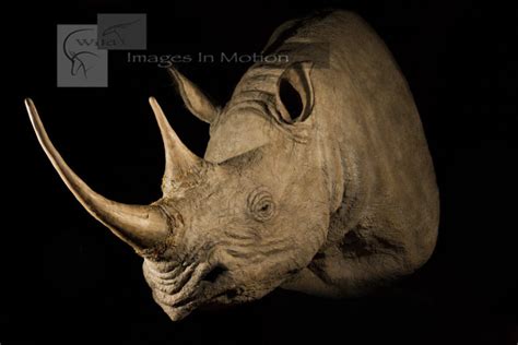 black-rhino-reproduction | Wild Images In Motion