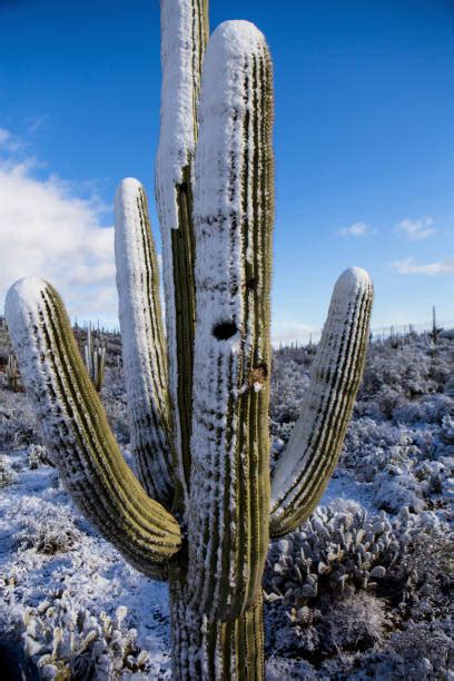 200+ Arizona Winter Saguaro Cactus Snow Stock Photos, Pictures ...