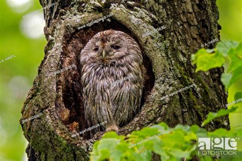 Eurasian Tawny Owl Strix Aluco Wet From Rain In Tree Hole Germany