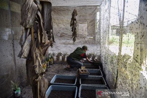 Maggot Solusi Urai Sampah Organik Yang Miliki Nilai Ekonomis Antara News