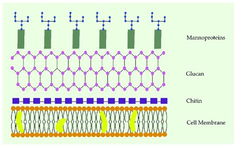 Fungal Cell Wall Components The Fungal Cell Wall Is Composed Of A