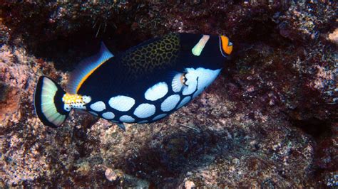 Balistoides Conspicillum Vie Sous Marinephoto